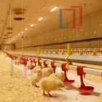 Automatic Prefab Steel Structure Chicken House Q235 Q345 Steel Frame Shed House