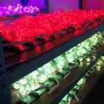 Outdoor Led Point Lights Waterproof IP67 HD Full Color DC24V