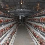 A Type Layer Chicken Battery Cage In Poultry Farm 3 Tiers 4 Tiers