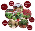 Nursery Flower soft cheap plastic plant flower pots wholesale,fleshy flowerpots