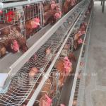 High Stability Poultry Battery Cage System Layer Hens In Africa ISO9001 Emily