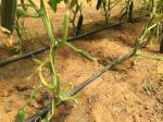 Free Sample Tomato Polypropylene Tying Twine , Plastic Twine Rope 9000 Denier