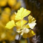 Shopping Mall Artificial Ginkgo Tree Autumn Yellow Looking Real Natural Floor