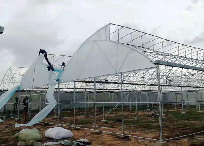 40 Mesh Insect Net Covered Multi Span Sawtooth Type Greenhouse For Rose In Tropical Area
