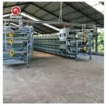 Automatic Broiler Chicken Cages Farming H Type Battery Breeding System 192 Birds