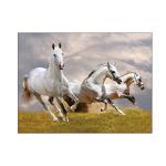 Running Black Horses Image 3D Lenticular Pictures For Advertisement