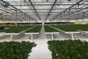 China Greenhouse Hydroponic Vertical NFT Hydroponic System Soilless Vegetable Planting Troughs factory