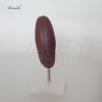 Medical Science Human Body Anatomy Model Human Kidney Model 20x10x7CM