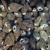 Buy cheap Dried Morchella Esculenta L Pers Chinese Herbal Supplements from wholesalers