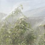 Anti-Insect-Net-for-Agriculture-and-Garden-Greenhouse
