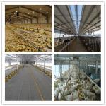 Q235 / Q345 Environmentally Controlled Poultry House , Light Steel Hen Farm