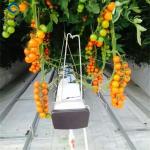Single Span Tomato Greenhouse Hydroponics Growing Large Glass Green Houses