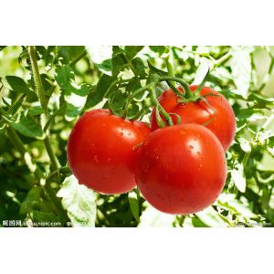 Bright red Hybrid tomato seeds with cracking resistance , ISO9001-2008