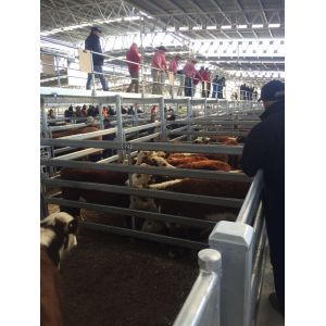 China Heavy Duty 30pcs Bundle Heavy Duty Portable Corral Panels For Cattle & Gate for Au on sale