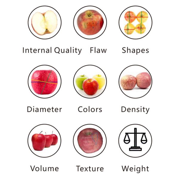 Quick Automatic 50Hz Apple Sorting Machine Convenient 1 Lane Intelligent