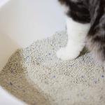 Pet Products Low Tracking Clumping High Absorbency Odor Control Dust Free