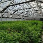 Light Deprivation Hydroponic American Greenhouse Automatic Tunnel Agriculture