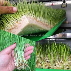 Container Automatic Hydroponic Fodder System Sprouting Machine for Wheat Soybean