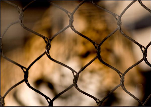 Ferruled Type 5.0mm Wire Rope Mesh Netting AISI316 25mmX25mm