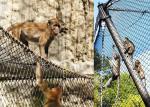 7x7 7x19 Stainless Steel Zoo Mesh Animal Enclosure Netting For Animal Cage