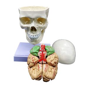Science Display Human Skull Anatomy Model With Brain And Cervical Vertebra