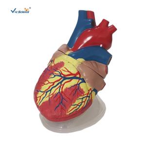 China Human Heart Anatomical Model Medical Science Teaching Model factory
