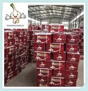 China best design new product 5.0cm garlic Factory In China factory