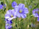 Pure Natural Secoisolariciresinol Diglucoside --Linum usitatissimum L.
