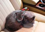 Nylon Extra Long Crash Tested Dog Car Seat Belt Harness Leash