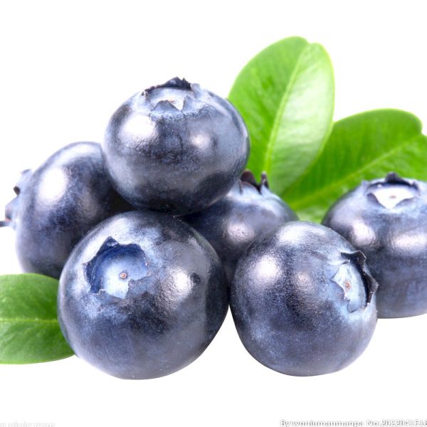 China ISO Automatic Fruit Processing Equipment Industrial Blueberry Washing Machine factory
