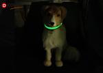 Pet Nylon Luminous Fluorescent LED Dog Collar Leashed in Dark Size S / M / L