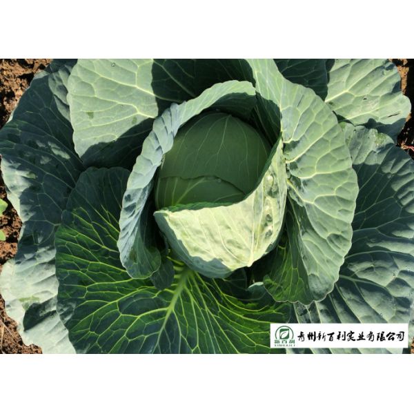 Clean Flat Head Cabbage Low Calories Contains Small Micronutrient No Stain