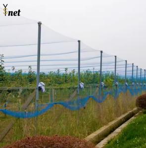 China HDPE Heavy Duty Bird Netting Reusable Anti Bird Net For Agriculture factory