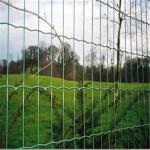 OEM Plastic Coated Galvanized Euro Wire Mesh Fence 10m 25m 30m Length