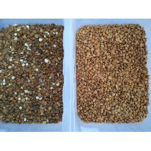 Optical RGB CCD Coffee Bean Sorting Machine 1 Chutes