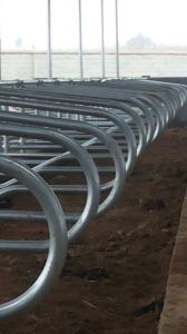 China Stainless Steel two side cow free stall Anti Corrosion factory