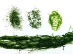 Fine-Milled 150g Deep Green Prolifera Seaweed Powder For Baking Seasoning