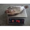 Buy cheap Black Farm Raised Frozen Tilapia Gutted and Scaled from wholesalers