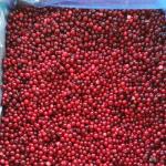 KOSHER 100% Natural 1st Class Dark Red IQF Lingonberry