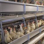 Soncap 3-8tiers Poultry Battery Layer Chicken Cage Hopper Feeding