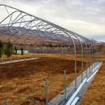 Cheap Tomato Agricultural Plastic Film Cover Low Cost Economic Tunnel Greenhouse