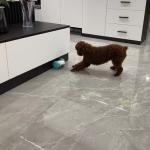Pet Toy Playing ABS PC Fun IQ Treat Interactive Food Dispensing Ball Dogs and