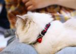 Woven Safe Cat Collars Personalised Quick Release Cat Collar Soft Buckle