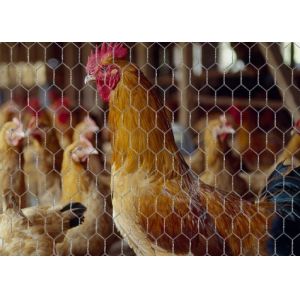 Galvanized Chicken Coop Hexagonal Wire Mesh Free Sample Garden Protection