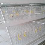 Fireproof Steel Cage For Chicken , Indoor Broiler Farm Cage Poultry House