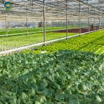 Vegetable Fruits Growing Farm Hydroponic Greenhouse Vertical / Horizontal NFT
