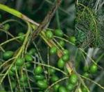 Saw Palmetto Fruit Extract, Fatty Acids 25% 45%, anti-inflammation, enhance