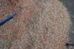 Spiral Shaft Automatic Wood Shaving Machine Wood Shaving Mill Poultry Farm Used