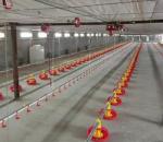 PLC Control Avian Feeding Line 3m*0.8m*1.2m