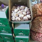 China fresh garlic export to Brazil By pioneer garlic group. 5.5-6.0cm loose
